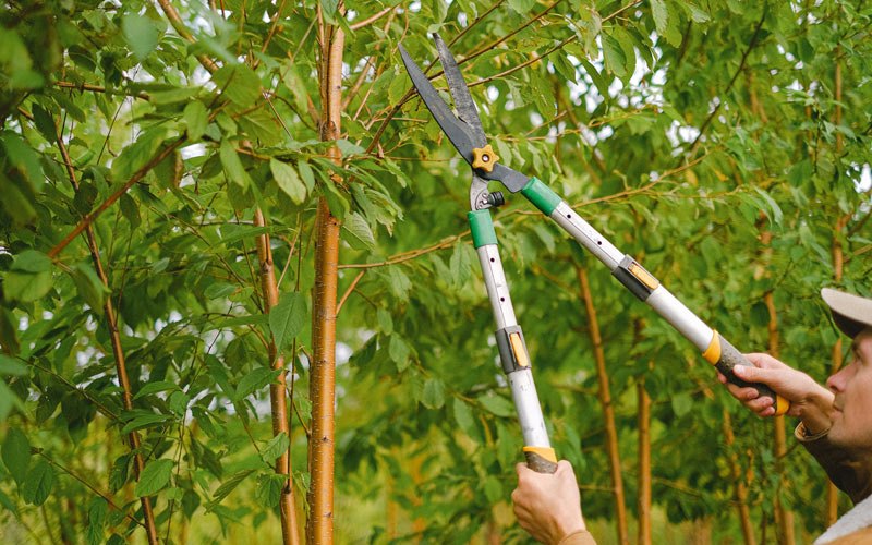 Tree trimming in Spring Valley, CA